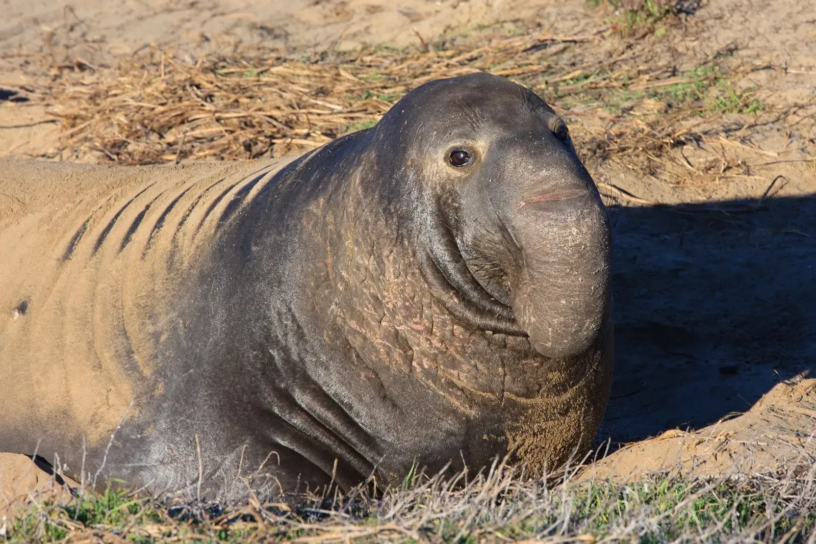 An Northern elephant seal.
