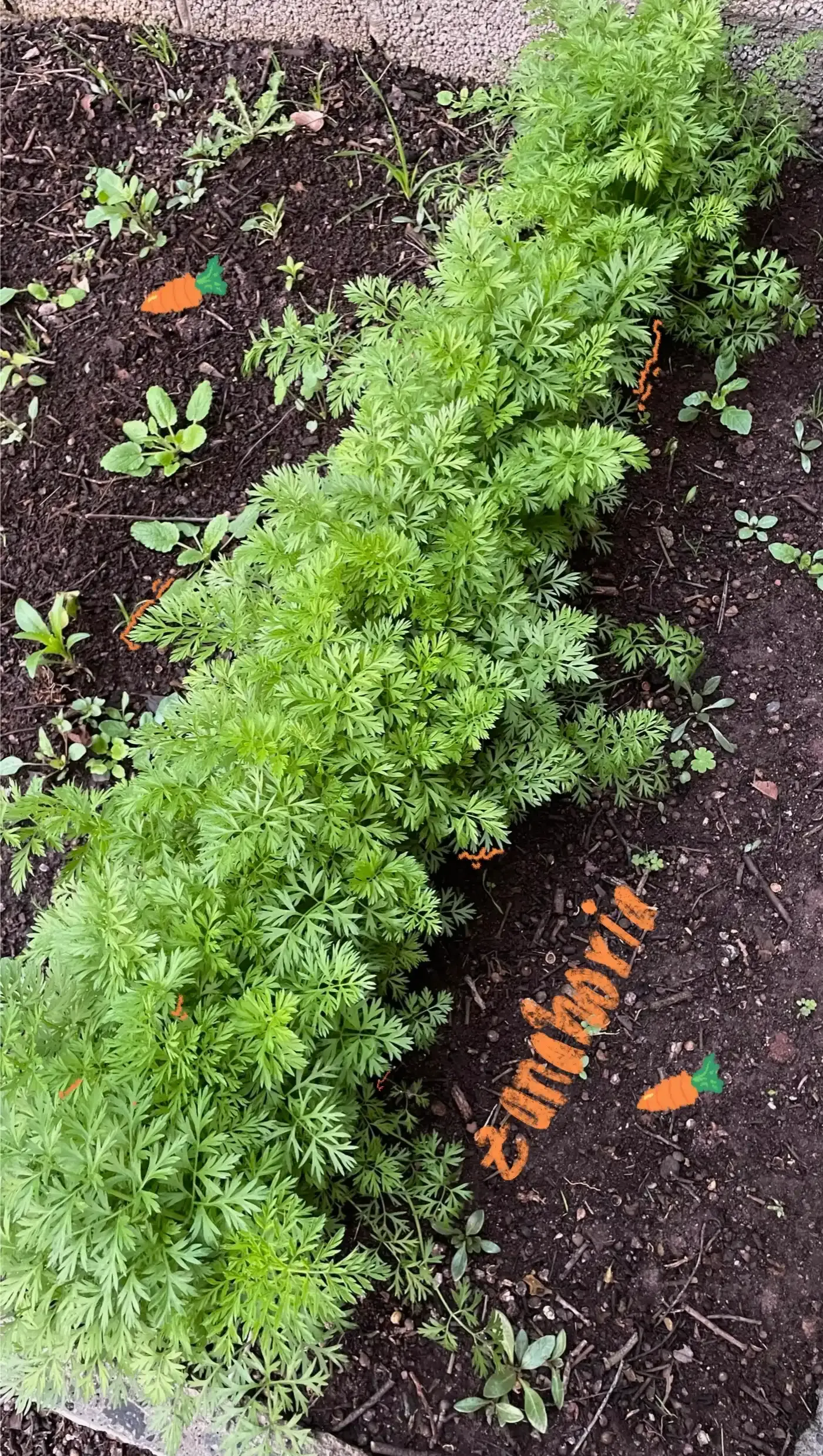 Freshly harvested carrots from the garden