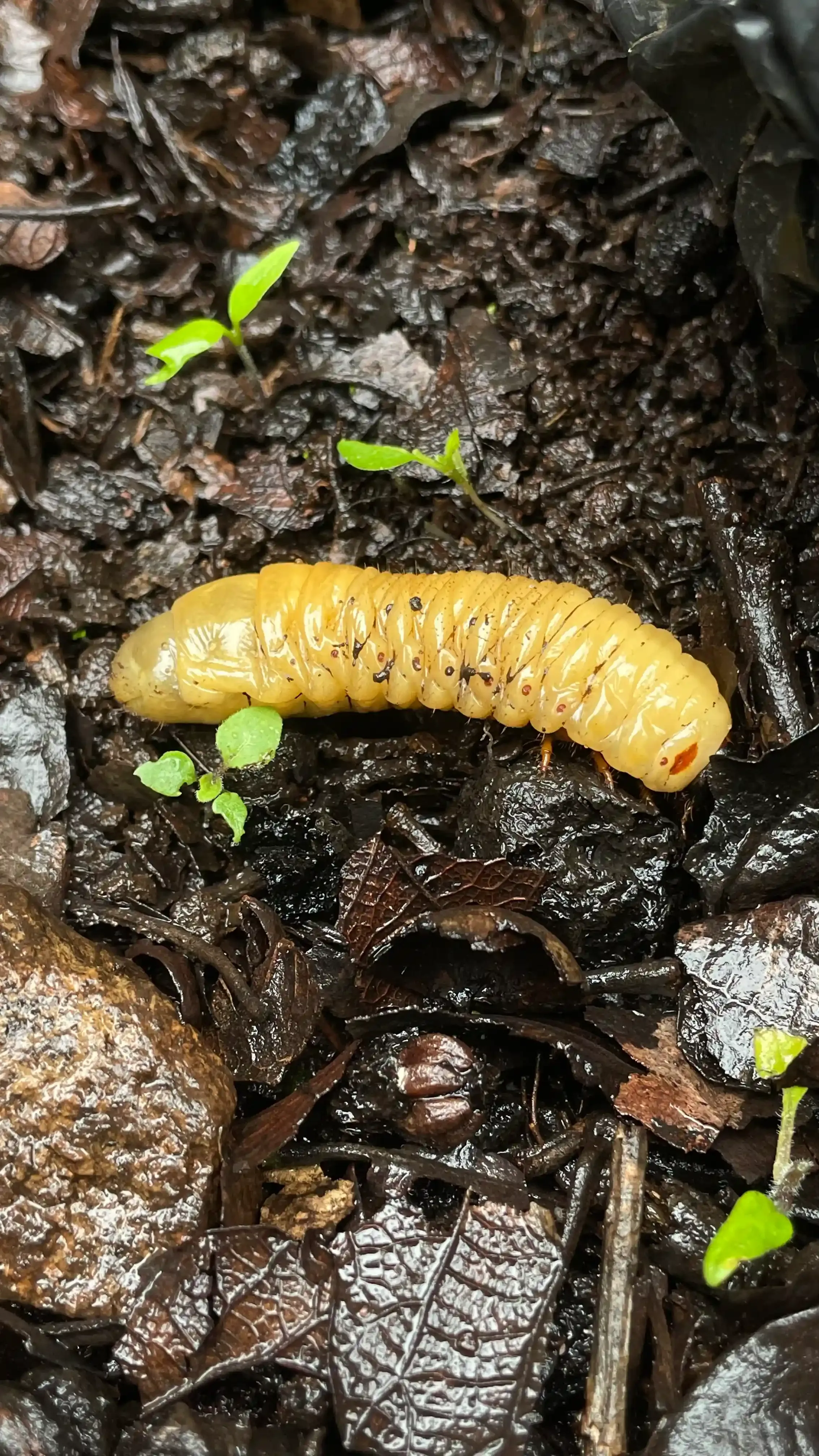 A strange garden bug